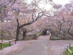 sakura_20180120_130742.jpg