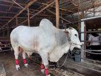 sapi-ongole-kebumen.jpg