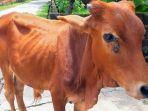 sapi-penyakit-kulit-australia.jpg