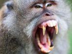 CURHAT Wisatawan Australia Bayar Rp 69 Juta Suntik Rabies, Petugas Monkey Forest Ubud Sempat Sepele