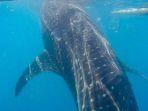 wisata-hiu-paus-botubarani.jpg