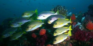 Menikmati Indahnya Bawah Laut dengan