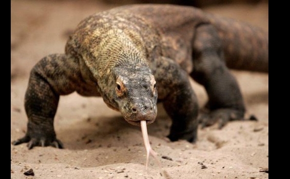 Pulau Komodo akan Sepopuler Piramid Mesir - komodo_dragon.jpg
