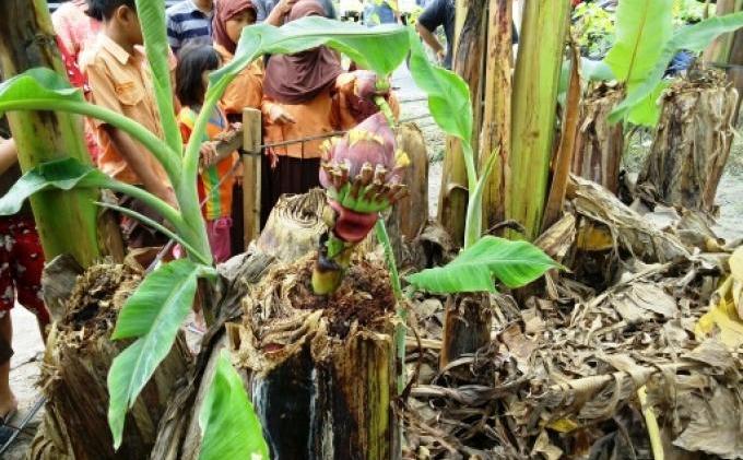 Berawal dari Mimpi, Hasan Punya Pohon Pisang Langka - pohon_pisang.jpg
