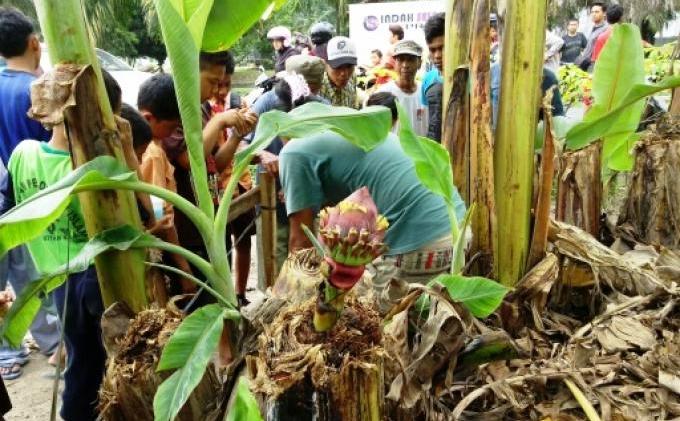 Berawal dari Mimpi, Hasan Punya Pohon Pisang Langka - pohon_pisang1.jpg