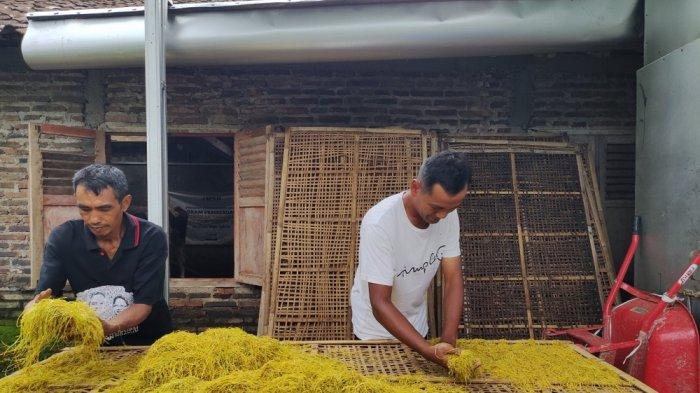 Kembangkan Daun Talas Menjadi Rokok, Agus Subekti Sudah Kirim Sampai Australia - Agus-Subekti-saat-melakukan-proses-penjemuran.jpg