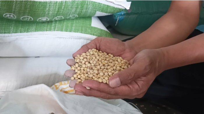 Stok Kedelai di Kudus Aman, Tapi Harga Mahal, Perajin Tahu Tempe Pilih Mengurangi Jumlah Produksi