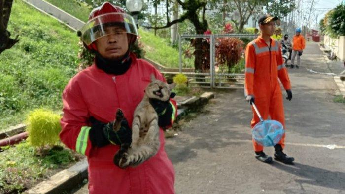 Travo Listrik di PLN UPT Semarang Meledak, Ulah Kucing Liar Bikin Kalang Kabut Petugas