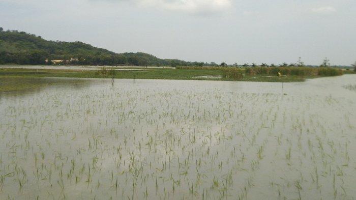 Banjir di Permukiman Kudus Sudah Mulai Surut, tapi 5.100 Hektare Sawah Masih Terendam