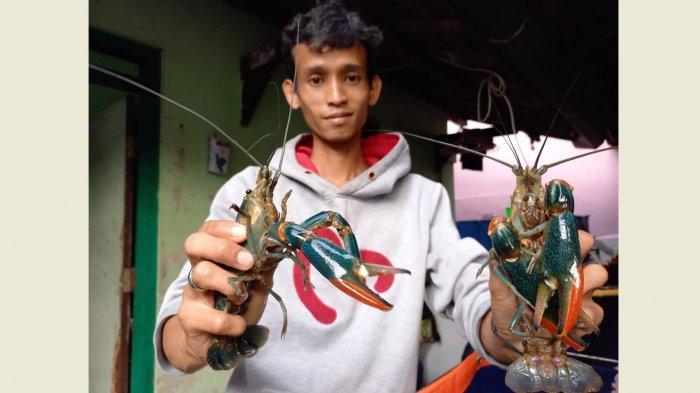 Kisah Dicky Safitri, dari Pekerja Konstruksi Baja Sukses Jadi Pembudi Daya Lobster di Kudus