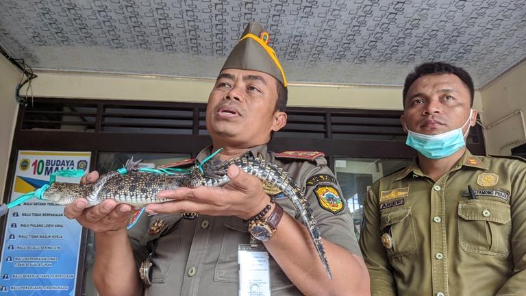 Sempat Dikira Ular, Warga Perumahan Sukoharjo Indah Pati Ternyata Menemukan Anak Buaya di Selokan