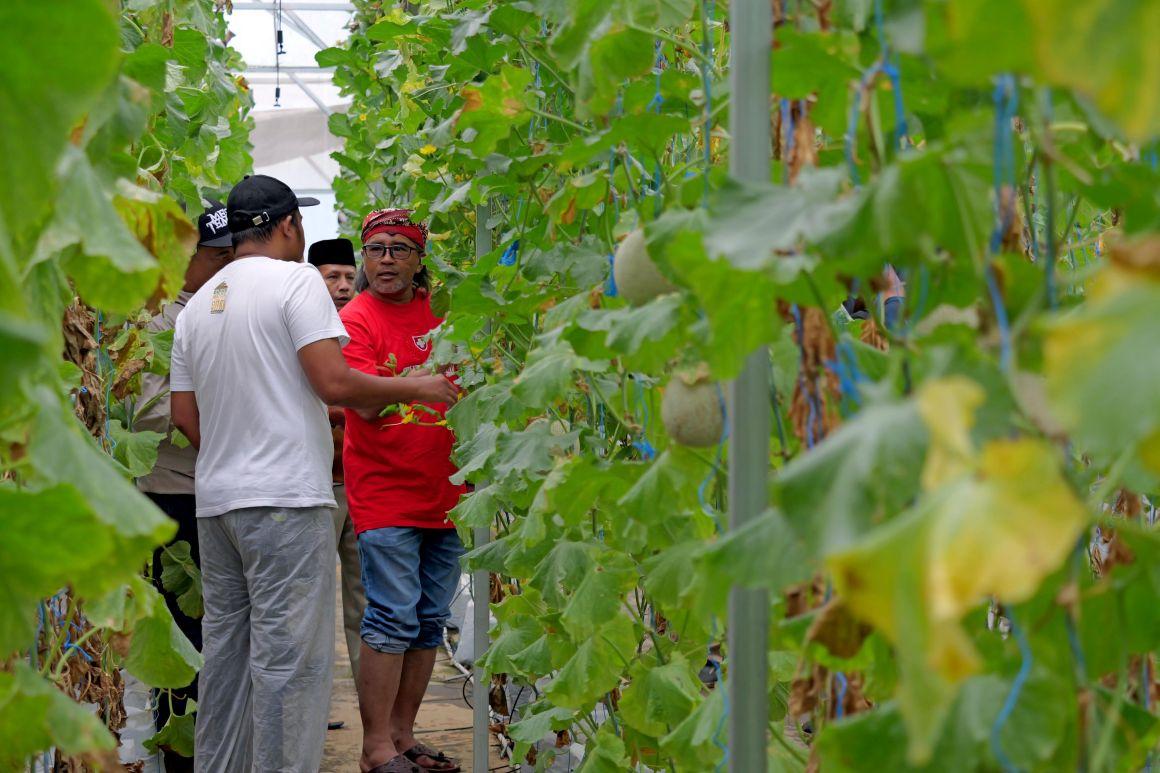 APRESIASI-PETANI-MILENIAL-Bupati-Temanggung-Agus-Gondrong-meninjau-tanaman-melon.jpg