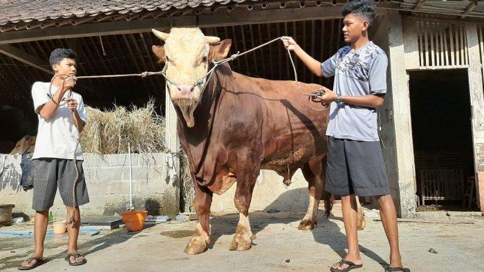Bangkai Sapi Limosin Dibuang di Jalur Pantura Batang, Bukan Milik Warga Diduga Mati karena PMK