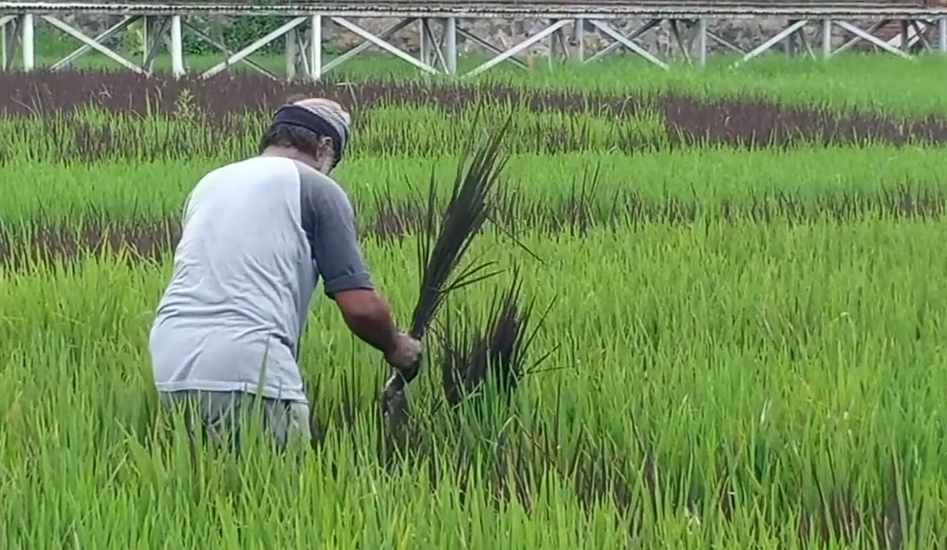 Petani-Padi-di-Kudus.jpg