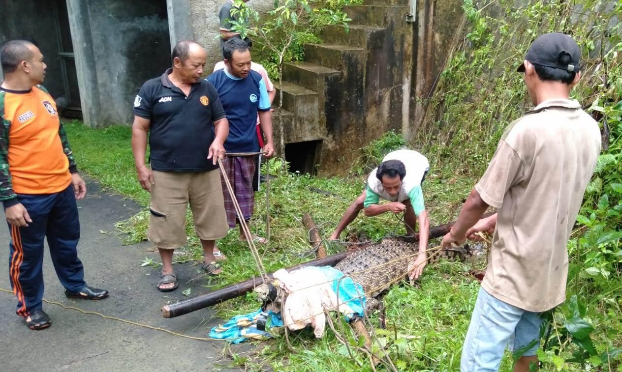 Sejumlah-penjaga-wisata-Akar-Seribu-dan-warga-mengevakuasi-buaya.jpg
