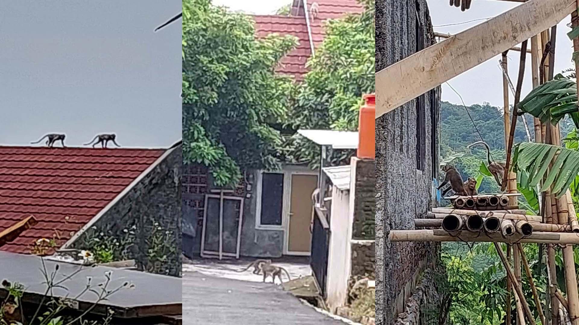 50-an Ekor Sekawanan Kera Liar Serbu Permukiman di Kalisegoro Semarang, Bikin Warga Panik