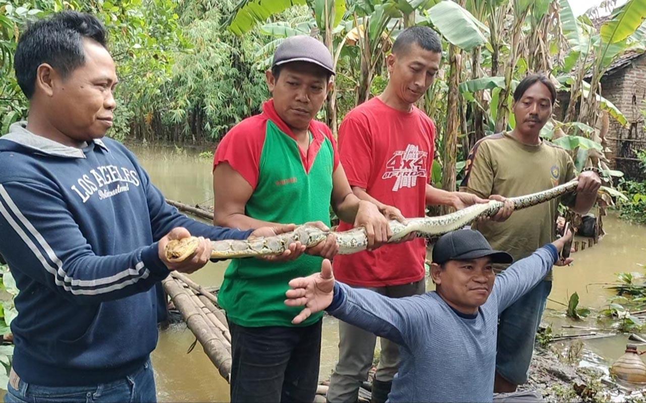 penangkapan-ular-piton-desa-mejobo-kudus.jpg