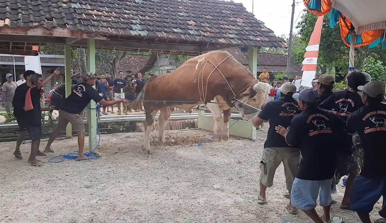 sapi-jokowi-ngamuk-blora.jpg