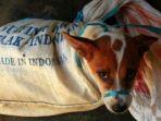 ANJING-279.jpg