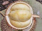 Durian-Petruk-durian-asal-Jepara-yang-namanya-sudah-melegenda.jpg