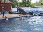 dolphin-center-batang-safari-beach-jateng.jpg