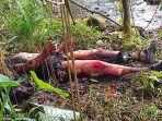 Ojol Asal Denpasar Bali Nekat Membakar Diri di Hutan Undip Tembalang, Motif Masih Gelap