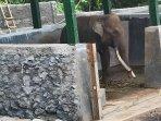 Sekar Mati Sakit Gigi, Tinggalkan Guntur Sendirian di Kandang Semarang Zoo