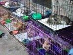 kucing-199.jpg