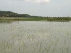 lahan-persawahan-di-wilayah-Kecamatan-Undaan-Kabupaten-Kudus-masih-tergenang-banjir.jpg