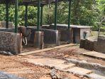 Sekar, Gajah Betina Asal Sumatera Koleksi Taman Satwa Semarang Mati, Ini Penyebabnya