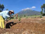 petani-bansari-temanggung-mengolah-lahan.jpg
