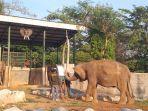 UNIK, Gajah Sella Semarang Zoo Bisa Melukis di Atas Kanvas, Juga Bisa Hormat