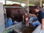 sapi-jumbo-susukan-ternak-sapi-jumbo.jpg