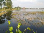 sawah-kudus-terendam-banjir-petani-terancam-gagal-panen.jpg