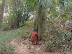 situs-makam-cilik-blora.jpg