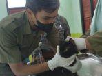 vaksin-rabies-gratis-dkpp-temanggung.jpg