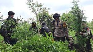 Beberapa-polisi-sedang-mencabuti-tanaman-ganja-di-lereng-Gunung-Semeru-Sabtu-2192024.jpg