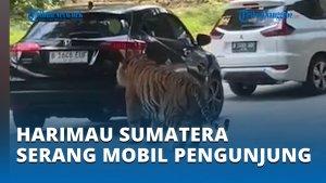 Detik-detik-Harimau-Sumatera-Serang-Mobil-Pengunjung.jpg