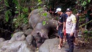 Gajah-Bali-Zoo-ditemukan-mati-di-sungai-kawasan-Desa-Guwang-Kecamatan-Sukawati-Gianyar-Bali.jpg