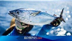Tuna-Sirip-Biru.jpg