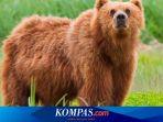 Pemburu Ditemukan Tewas, Diduga Diserang Beruang Cokelat di Alaska