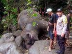 Gajah-Bali-Zoo-ditemukan-mati-di-sungai-kawasan-Desa-Guwang-Kecamatan-Sukawati-Gianyar-Bali.jpg