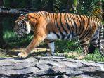 Peternakan Harimau di Afrika Selatan Memfasilitasi Penyelundupan Ilegal Bagian Tubuh Hewan