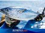 Tuna-Sirip-Biru.jpg