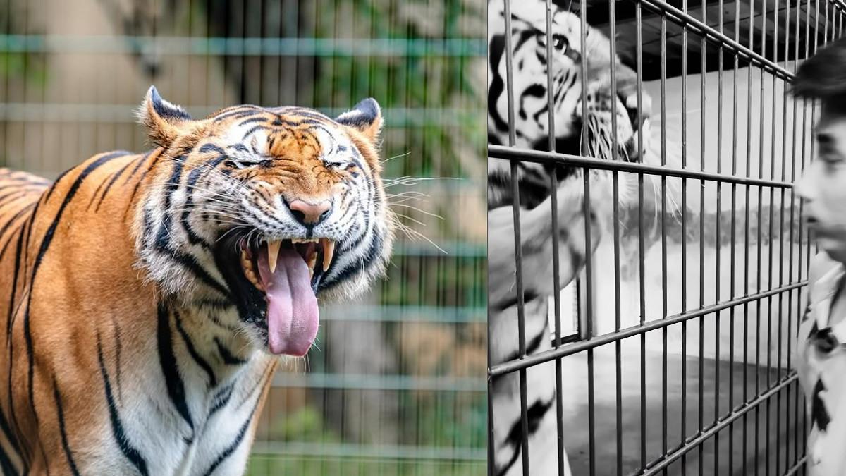 HARIMAU ALSHAD AHMAD - Kolase potret Alshad Ahmad dan harimaunya diambil dari Instagram @alshadahmad. Alshad Ahmad unggah momen cium harimau