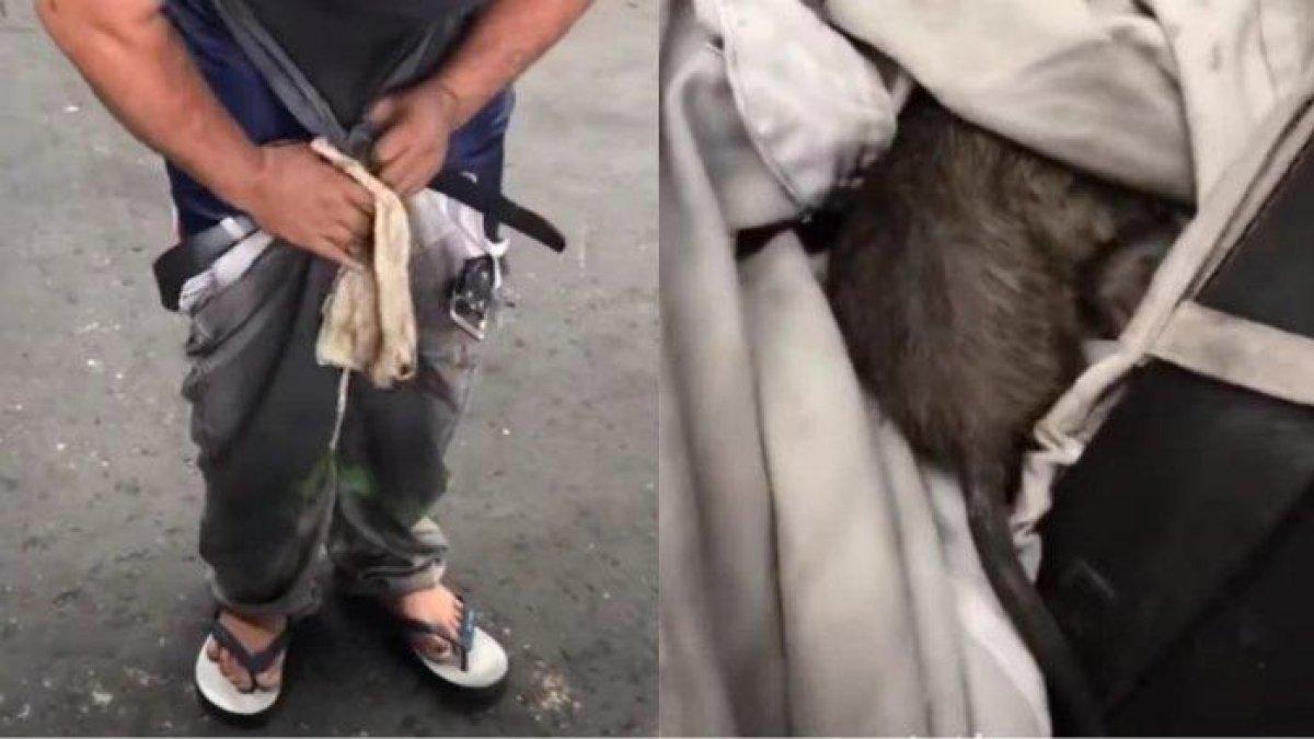 GEMETERAN! Pria Ini Panik saat Sadar Ada Tikus Got Terjebak di Dalam Celananya: Pusakanya Terancam?