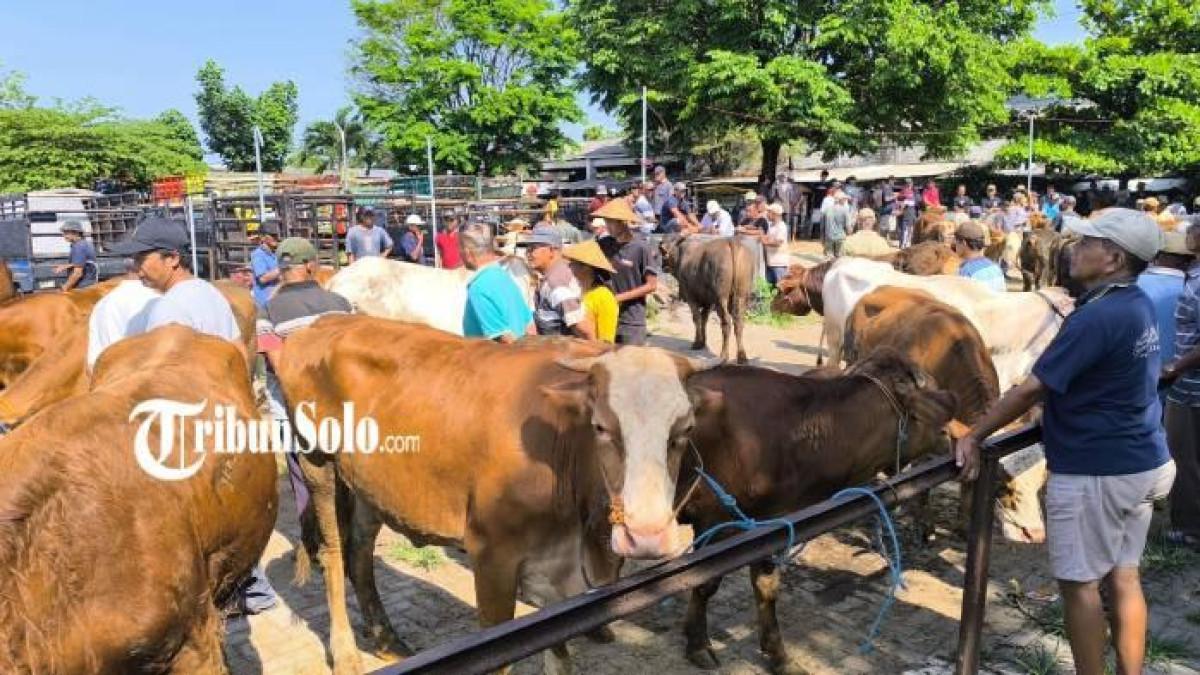 IDUL ADHA - Harga sapi kurban mengalami kenaikan jelang Idul Adha di Pasar Sapi Legen, Desa Bonyokan, Kecamatan Jatinom, Klaten.