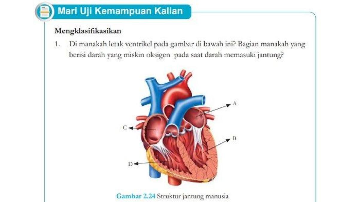 Kunci Jawaban IPA Kelas 8 Halaman 64 Kurikulum Merdeka: Buatlah suatu paragraf yang membandingkan sistem peredaran darah manusia dengan sistem transportasi/angkutan di jalan raya.