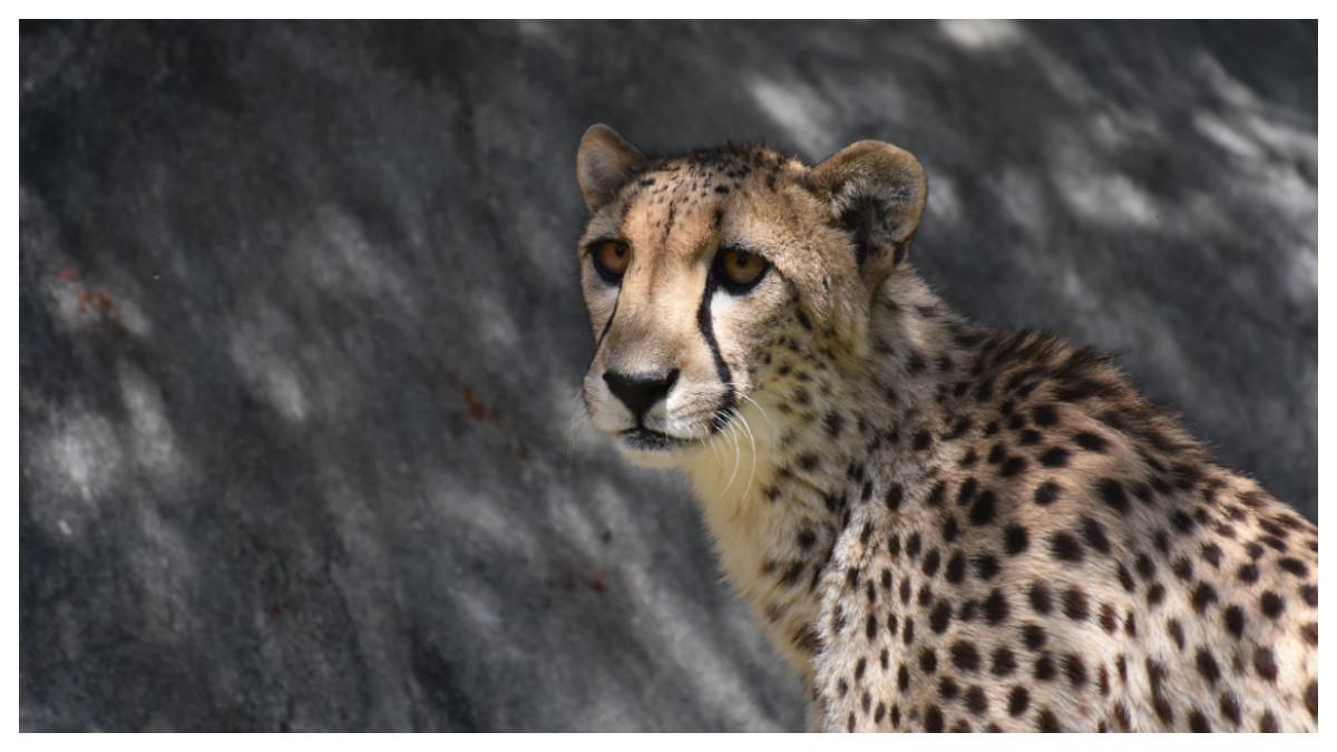 Hasil penelitian ini memberikan informasi baru tentang subspesies cheetah mana yang secara historis mendiami Semenanjung Arab.
