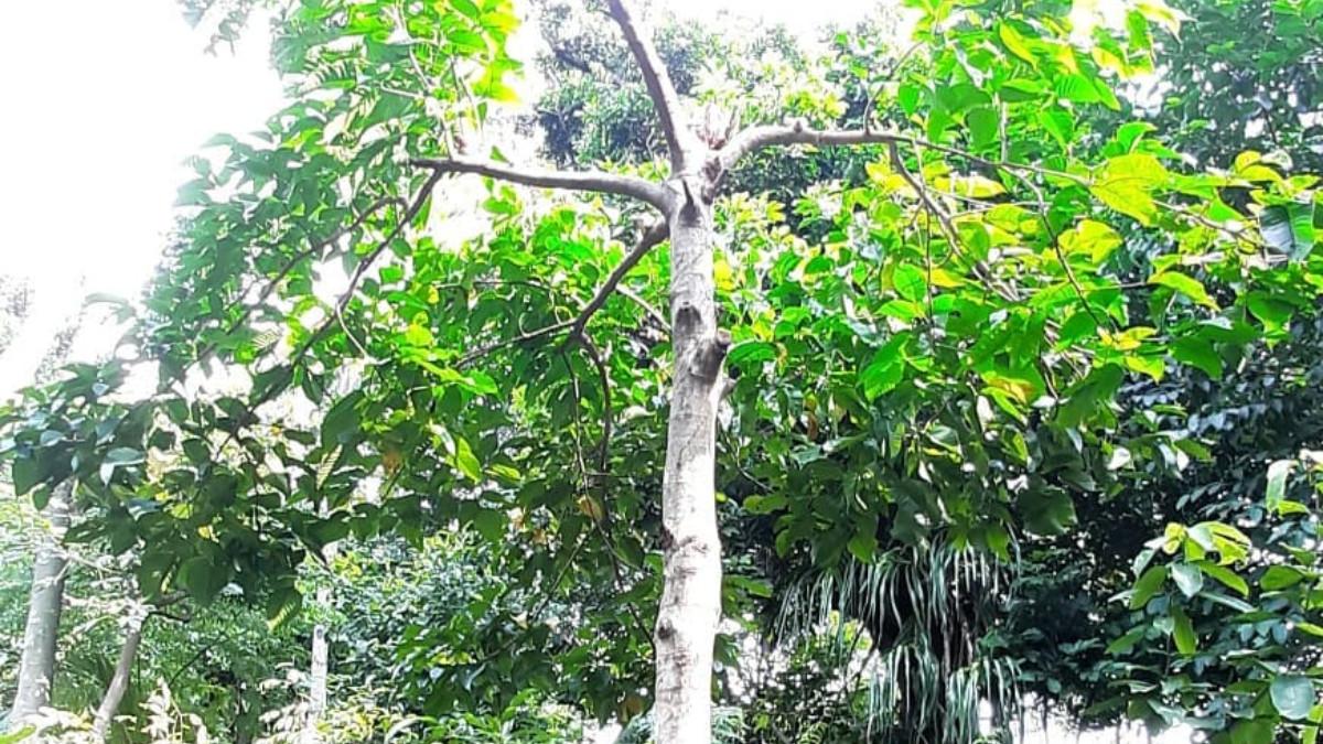 KASUS VIRAL - Ilustrasi pohon kecapi yang ditebang Amiruddin.